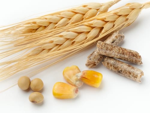 You Are What You Eat: Diet Plays Critical Role in Dental Health
