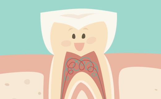 Do You Know These Basic Tooth Facts? Do You Know These Basic Tooth Facts?