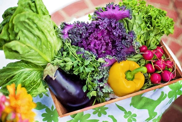 How to Plant a Vegetable Garden in North Central Florida