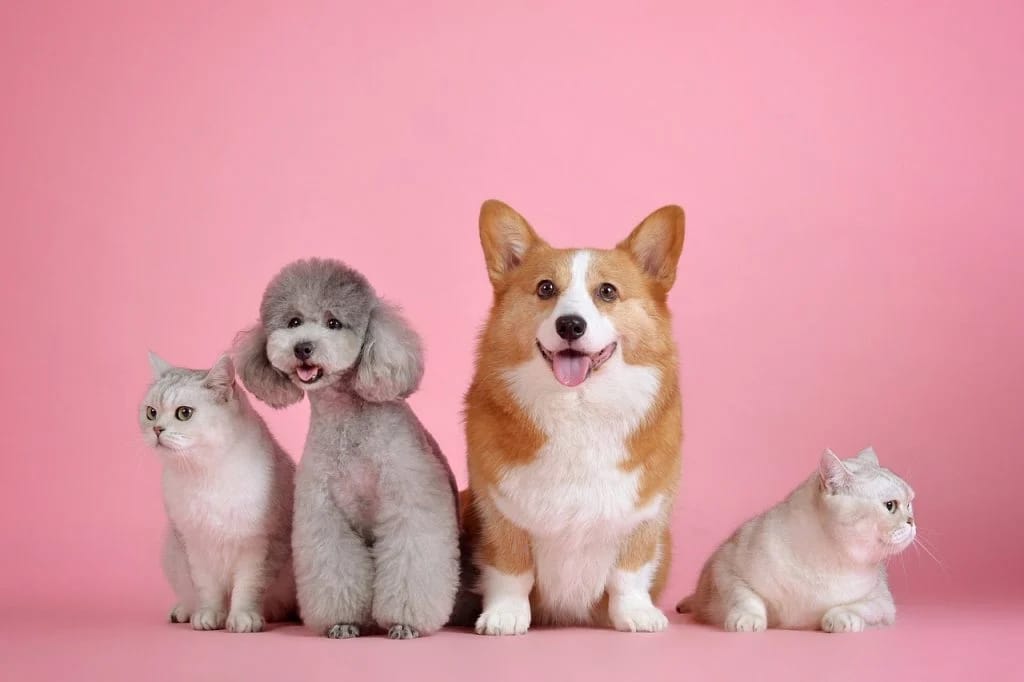 Pet Teeth