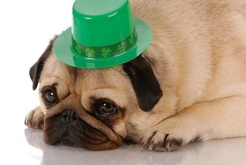 Dog with St. Patrick's Day Hat Dog with St. Patrick's Day Hat