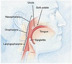 Normal Airway