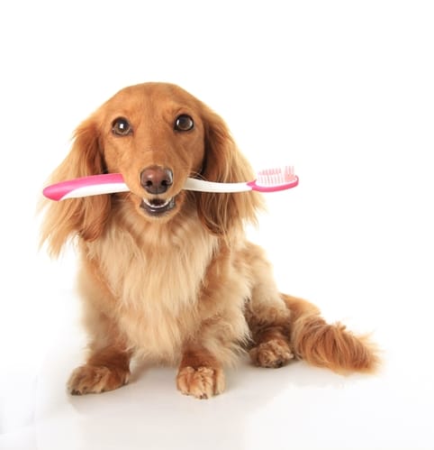 Like the rest of the family, pets need dental care Like the rest of the family, pets need dental care