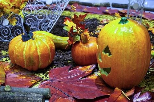 Group of Pumpkins Group of Pumpkins