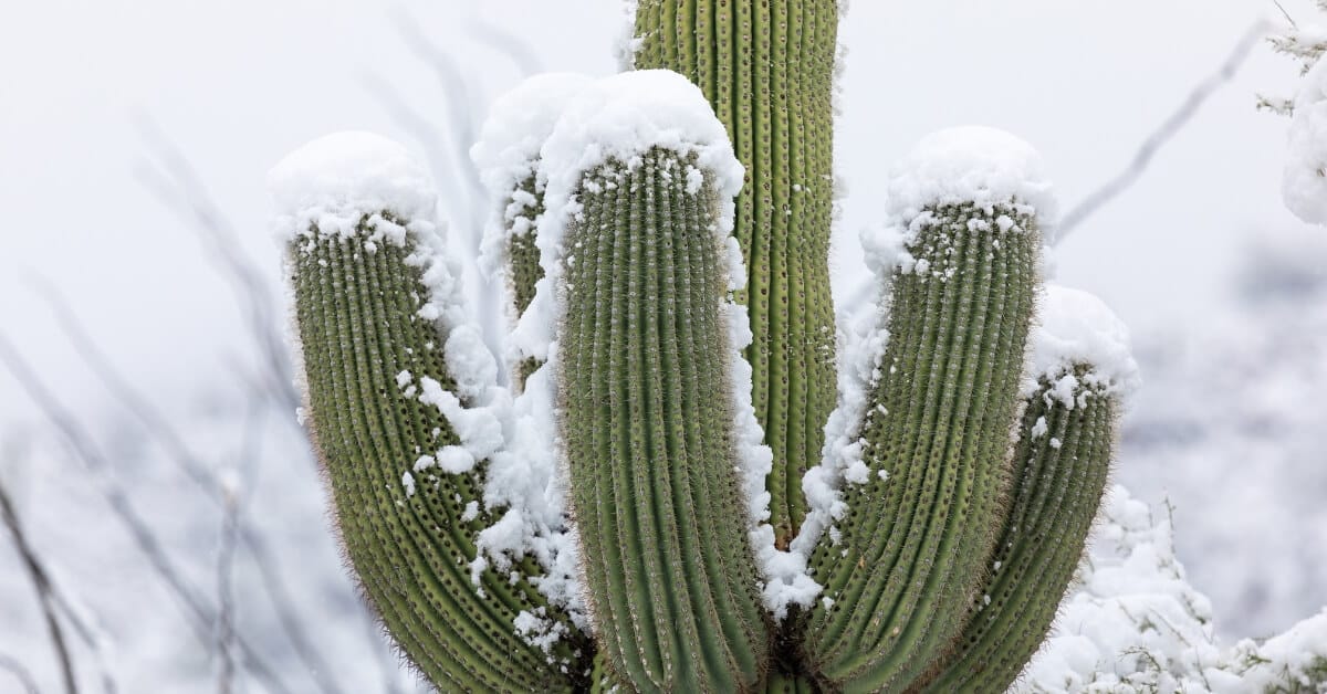A cactus with snow on top
