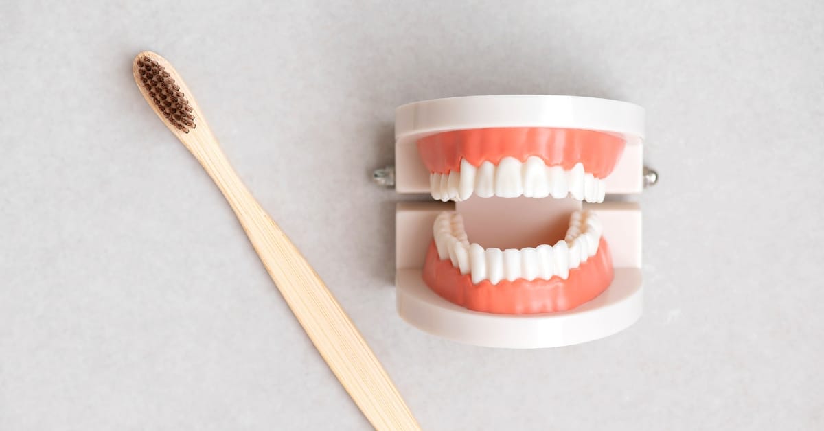A teeth model and a toothbrush. A teeth model and a toothbrush.