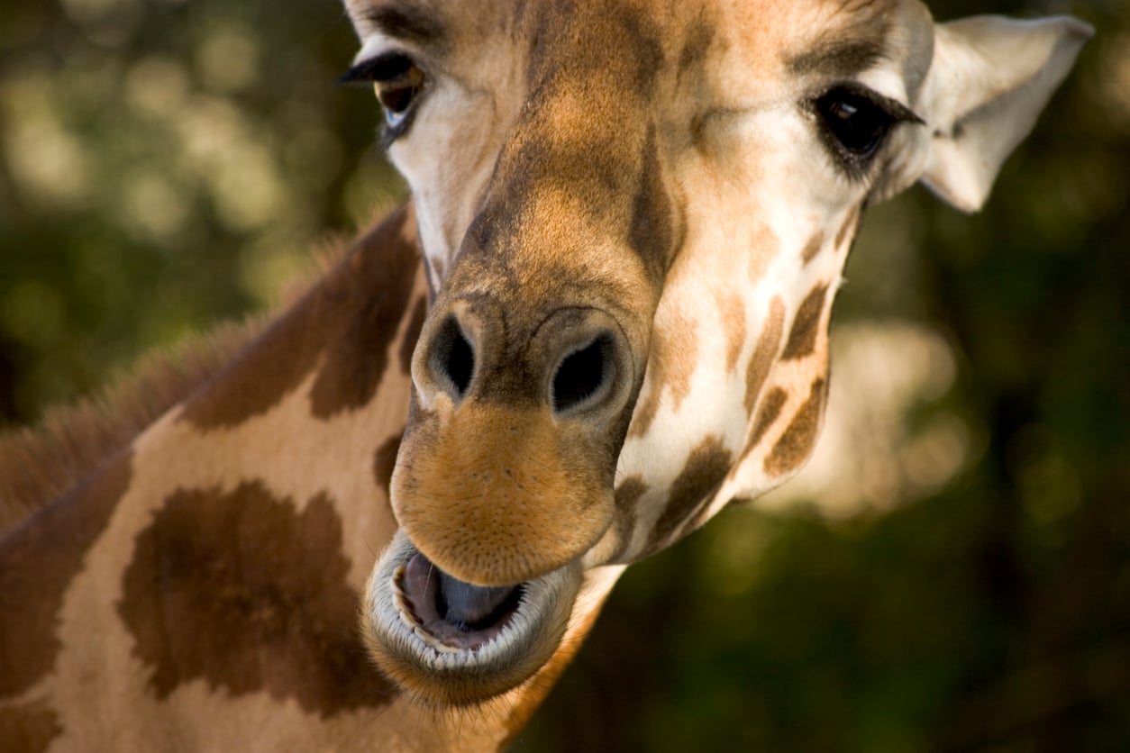 Animal Teeth: Fun Facts